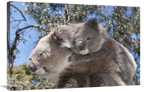 Global Gallery GCS-395633-2436-142 24 x 36 in. Koala Mother Carrying Y