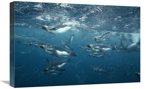 Global Gallery GCS-451115-1624-142 16 x 24 in. King Penguins Swimming 