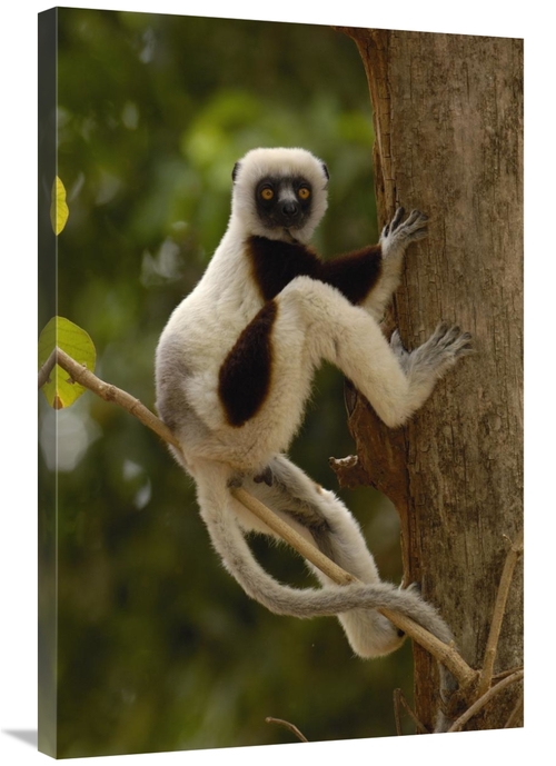 Global Gallery GCS-453026-2436-142 24 x 36 in. Coquerels Sifaka in Wes