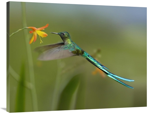 Global Gallery GCS-396830-3040-142 30 x 40 in. Long-Tailed Sylph Feedi