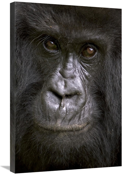 Global Gallery GCS-395338-2030-142 20 x 30 in. Mountain Gorilla Female