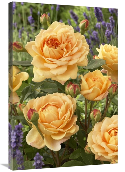 Global Gallery GCS-398377-2436-142 24 x 36 in. Rose Golden Celebration