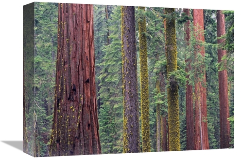 Global Gallery GCS-452267-1216-142 12 x 16 in. Coast Redwood Trees&#44