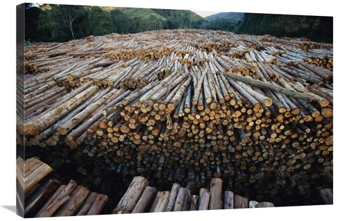 Global Gallery GCS-397737-2436-142 24 x 36 in. Gum Tree Lumber, th