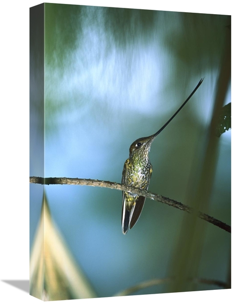 Global Gallery GCS-395594-1218-142 12 x 18 in. Sword-Billed Hummingbir