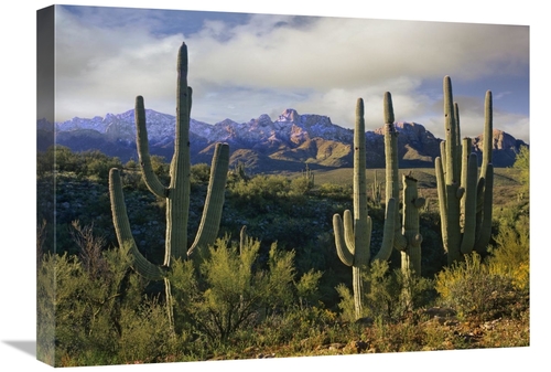 Global Gallery GCS-396350-1824-142 18 x 24 in. Saguaro Cacti & Santa C