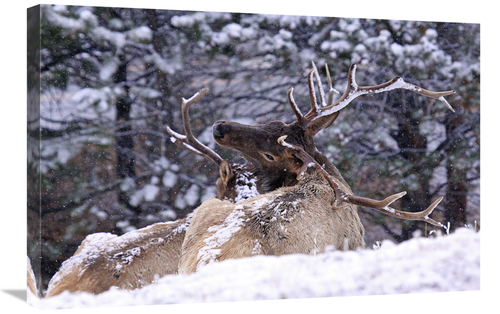 Global Gallery GCS-486496-30-142 30 in. The Back Scratcher Art Print -