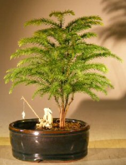 Norfolk Island Pine Bonsai Tree Land/Water Pot - Small (Araucaria