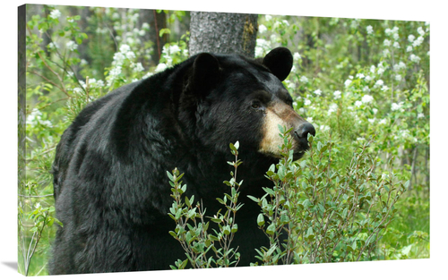 Global Gallery GCS-486625-44-142 44 in. Spring Time in Bear Country Ar