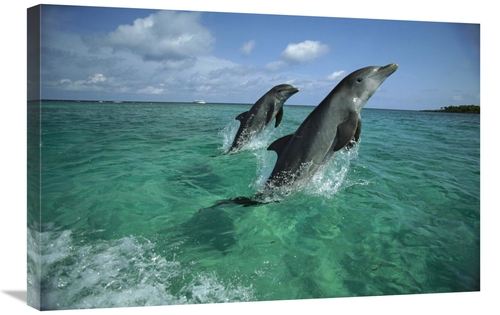 Global Gallery GCS-452636-2030-142 20 x 30 in. Bottlenose Dolphin Pair