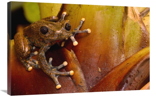 Global Gallery GCS-453178-2436-142 24 x 36 in. Strawberry Tree Frog Ma