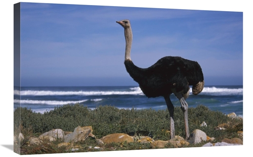 Global Gallery GCS-451832-2030-142 20 x 30 in. Ostrich Male in Coastal