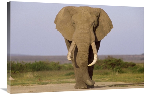 Global Gallery GCS-452822-2436-142 24 x 36 in. African Elephant Bull&#