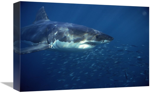 Global Gallery GCS-397969-1218-142 12 x 18 in. Great White Shark Swimm