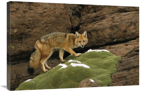 Global Gallery GCS-453129-2436-142 24 x 36 in. Andean Red Fox Altiplan