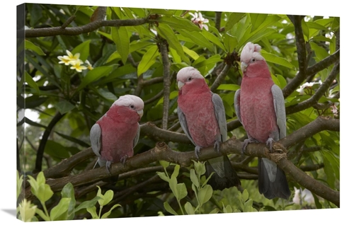 Global Gallery GCS-450881-2436-142 24 x 36 in. Galah Trio Perching in 