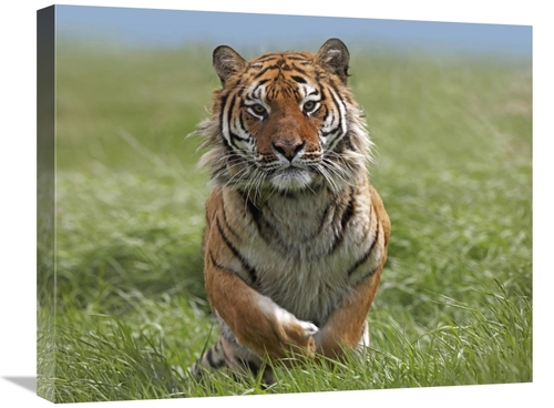 Global Gallery GCS-396135-2024-142 20 x 24 in. Siberian Tiger Running&