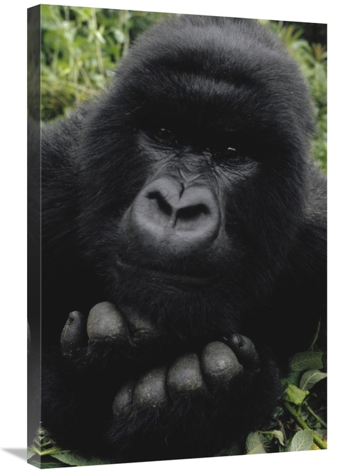 Global Gallery GCS-452785-2030-142 20 x 30 in. Mountain Gorilla Juveni