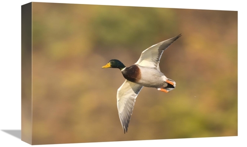 Global Gallery GCS-397358-1218-142 12 x 18 in. Mallard Male Flying&#44