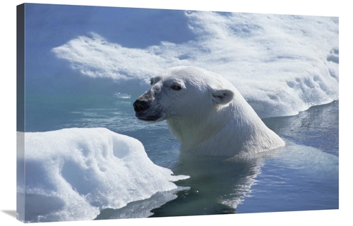 Global Gallery GCS-450943-2436-142 24 x 36 in. Polar Bear About to Hau