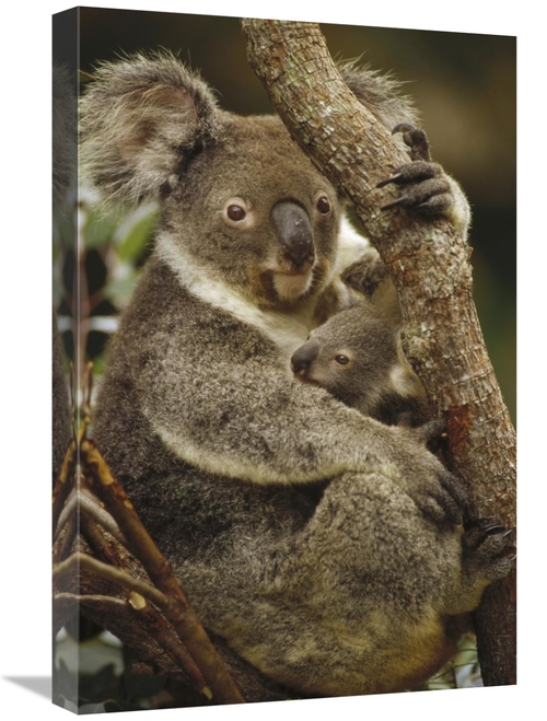 Global Gallery GCS-452878-1624-142 16 x 24 in. Koala Mother & Joey&#44