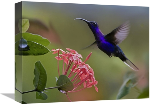 Global Gallery GCS-396666-1216-142 12 x 16 in. Violet Sabre-Wing Male 