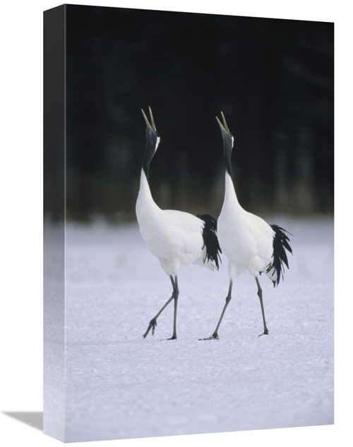 Global Gallery GCS-398531-1218-142 12 x 18 in. Red-Crowned Crane Pair 