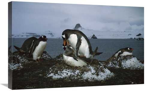 Global Gallery GCS-451715-2030-142 20 x 30 in. Gentoo Penguin Pair Mat