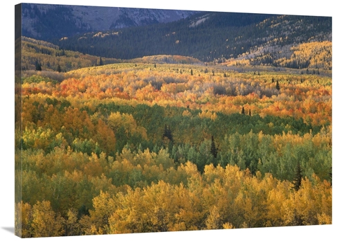 Global Gallery GCS-396613-3040-142 30 x 40 in. Aspen Trees in Fall Col