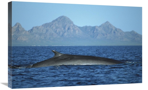 Global Gallery GCS-451691-2030-142 20 x 30 in. Fin Whale At Winter Fee