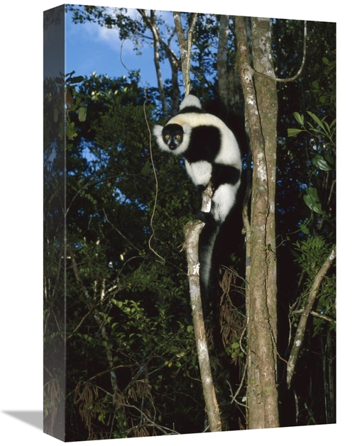 Global Gallery GCS-452657-1218-142 12 x 18 in. Black & White Ruffed Le