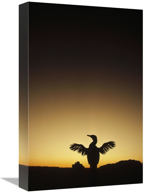 Global Gallery GCS-451270-1218-142 12 x 18 in. Flightless Cormorant Dr