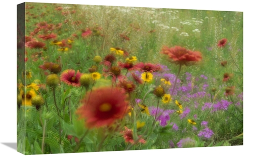 Global Gallery GCS-451998-1624-142 16 x 24 in. Gaillardia, Coreops