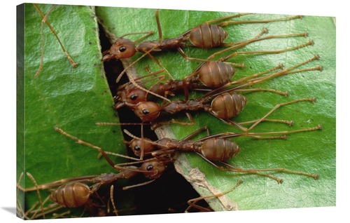 Global Gallery GCS-451008-2436-142 24 x 36 in. Weaver Ants Group Hold 