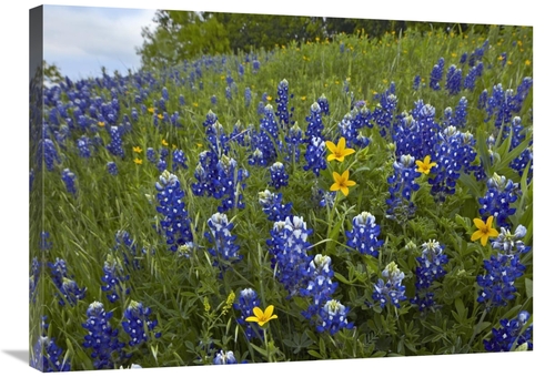 24 x 32 in. Bluebonnet & Texas Yellowstar Meadow, Cedar Hill State