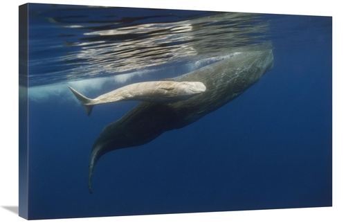 20 x 30 in. Sperm Whale Mother & Albino Baby, Swimming Underwater&