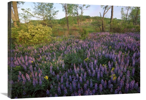 Global Gallery GCS-452043-2432-142 24 x 32 in. Lupine in Meadow At Wes