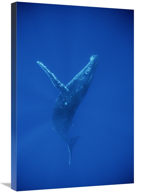 Global Gallery GCS-450793-2030-142 20 x 30 in. Humpback Whale Swimming