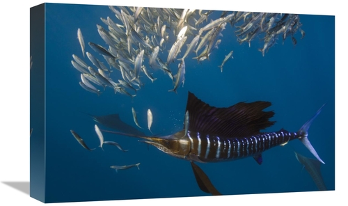 Global Gallery GCS-397926-1218-142 12 x 18 in. Atlantic Sailfish Hunti