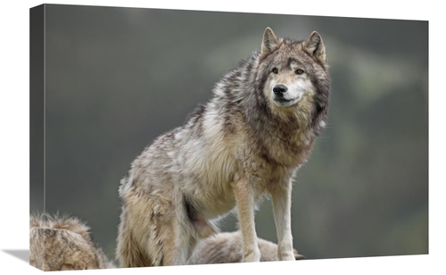 Global Gallery GCS-452260-1624-142 16 x 24 in. Gray Wolf, North Am