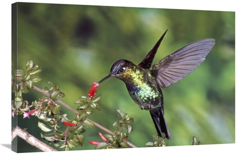 Global Gallery GCS-397221-2436-142 24 x 36 in. Fiery-Throated Hummingb