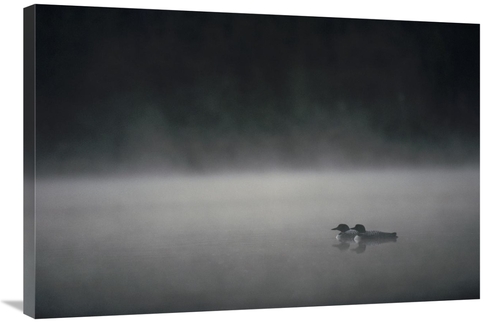 Global Gallery GCS-451858-2436-142 24 x 36 in. Common Loon Pair on Mis