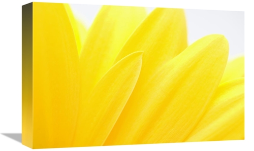 Global Gallery GCS-395289-1218-142 12 x 18 in. Flower Petals, Germ