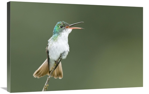 Global Gallery GCS-397320-2436-142 24 x 36 in. Andean Emerald Hummingb