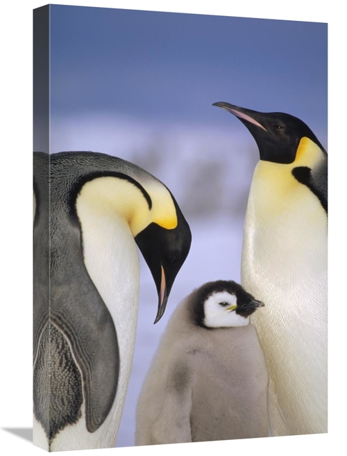 Global Gallery GCS-395652-1624-142 16 x 24 in. Emperor Penguin Pair wi