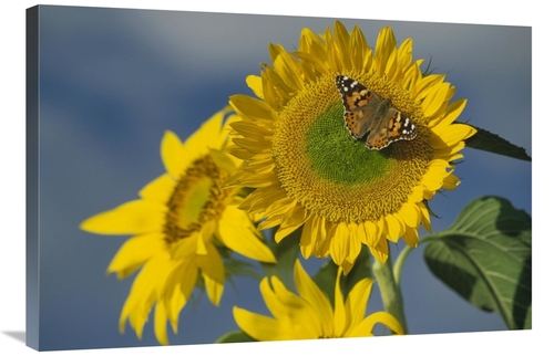 Global Gallery GCS-451950-2436-142 24 x 36 in. American Painted Lady B