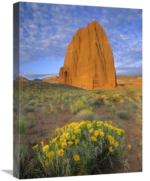 Global Gallery GCS-452165-1824-142 18 x 24 in. Common Sunflowers & Tem