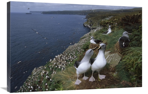 Global Gallery GCS-451814-2436-142 24 x 36 in. Grey-Headed Albatross C