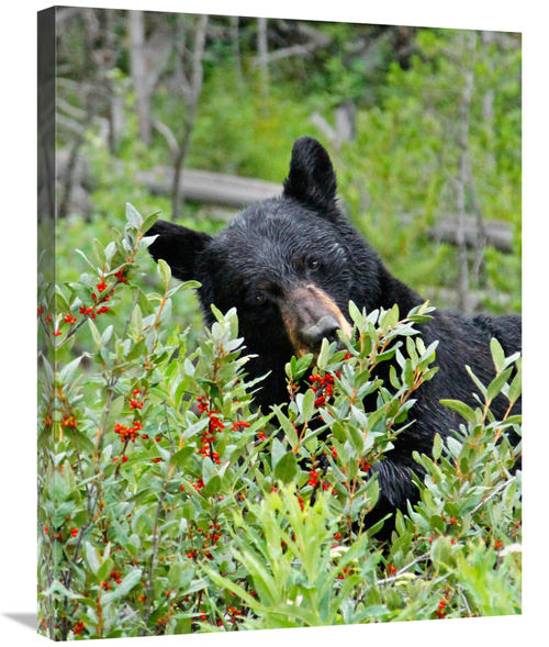 Global Gallery GCS-486436-30-142 30 in. Tasting the Berries Art Print 