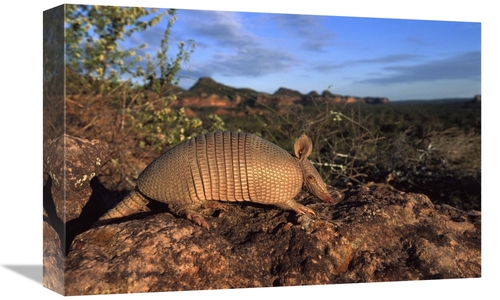 Global Gallery GCS-453123-1218-142 12 x 18 in. Seven-Banded Armadillo&